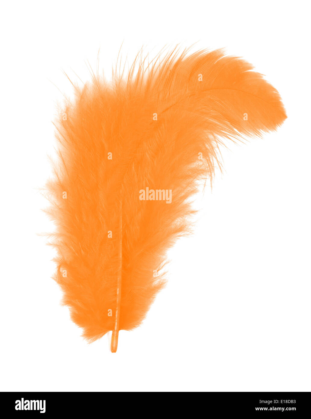 Plume Orange isolé sur fond blanc dentelle Banque D'Images