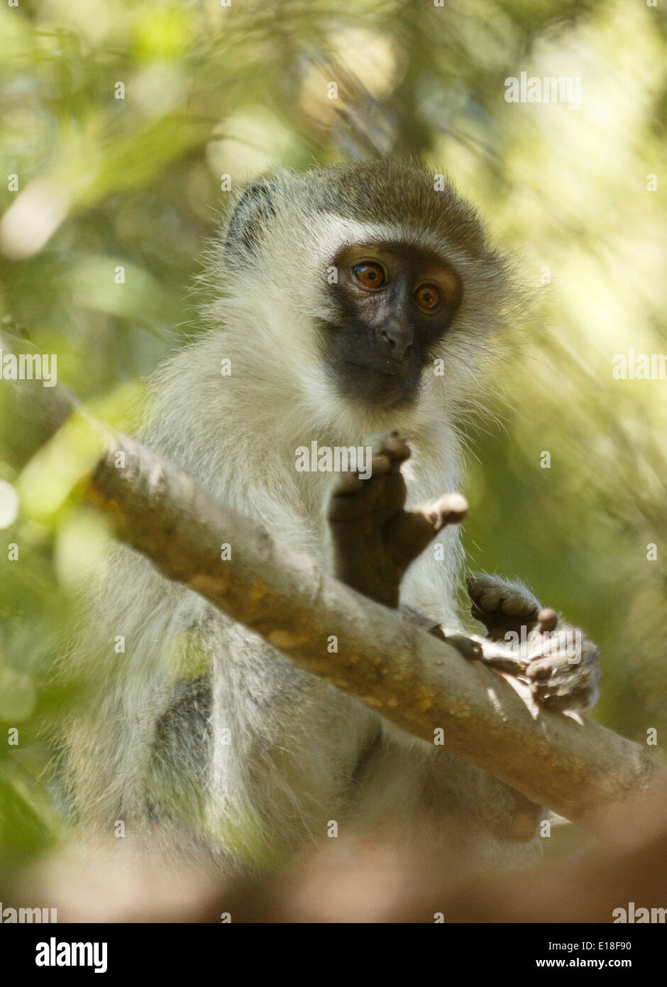 Un singe (Chlorocebus pygerythrus) au Parc National de Pilanesberg, Afrique du Sud. Banque D'Images