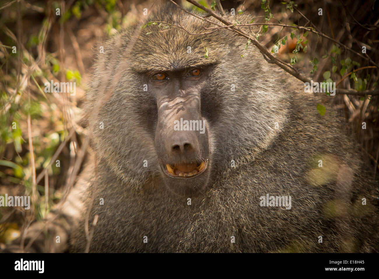 Le babouin en Tanzanie Parc National d'Arusha, l'Afrique de l'Est. Banque D'Images