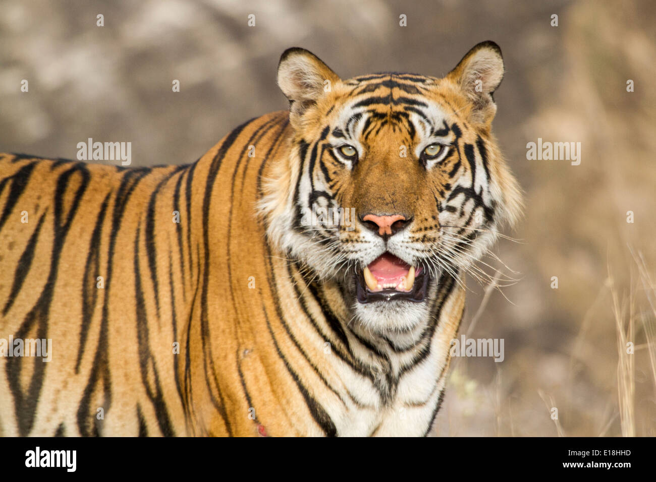 Portrait of a tiger vers viewer, dans bandhavgarh national park, le Madhya Pradesh, Inde, Asie Banque D'Images