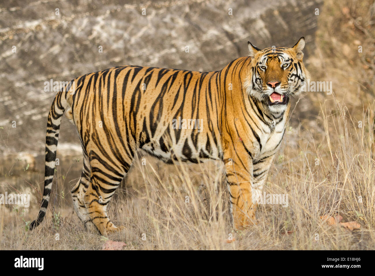 Tigre mâle vers viewer, dans bandhavgarh national park, le Madhya Pradesh, en Inde, en Asie du Sud-Est Banque D'Images