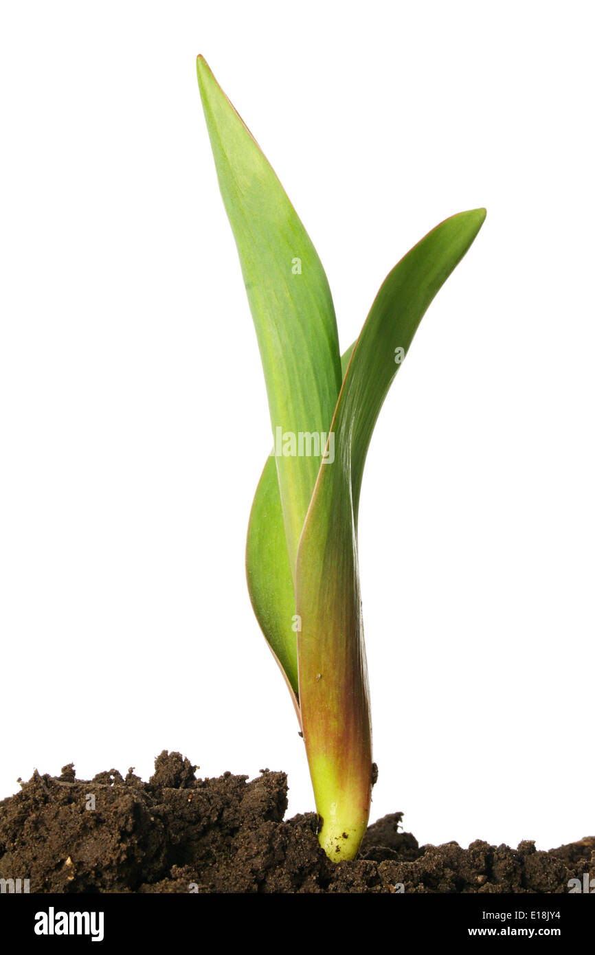 Green sprout de tulip isolé sur fond blanc Banque D'Images