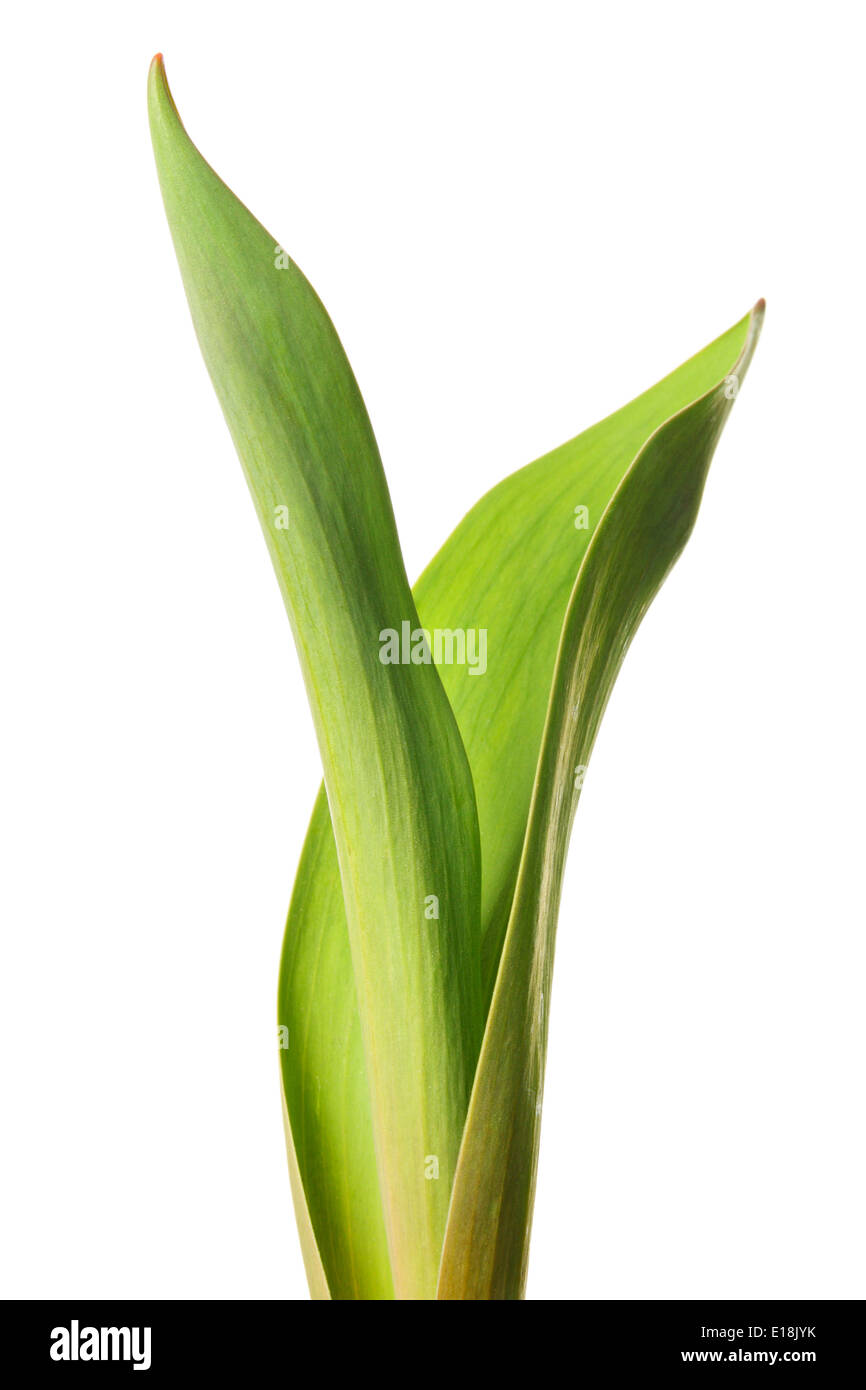Dans la lignée de Green tulip isolé sur fond blanc Banque D'Images