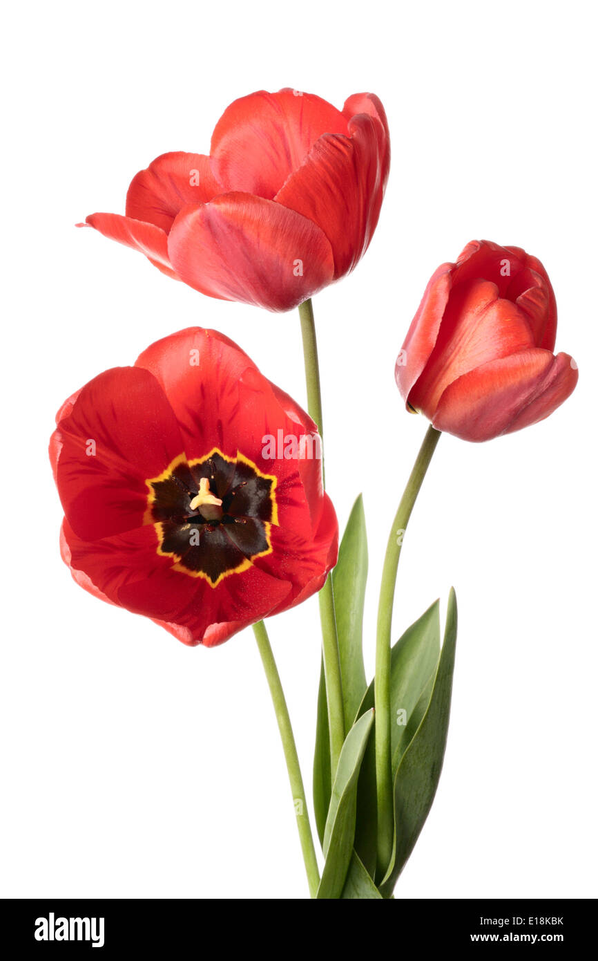 Tulipes. Trois fleurs rouge isolé sur fond blanc Banque D'Images