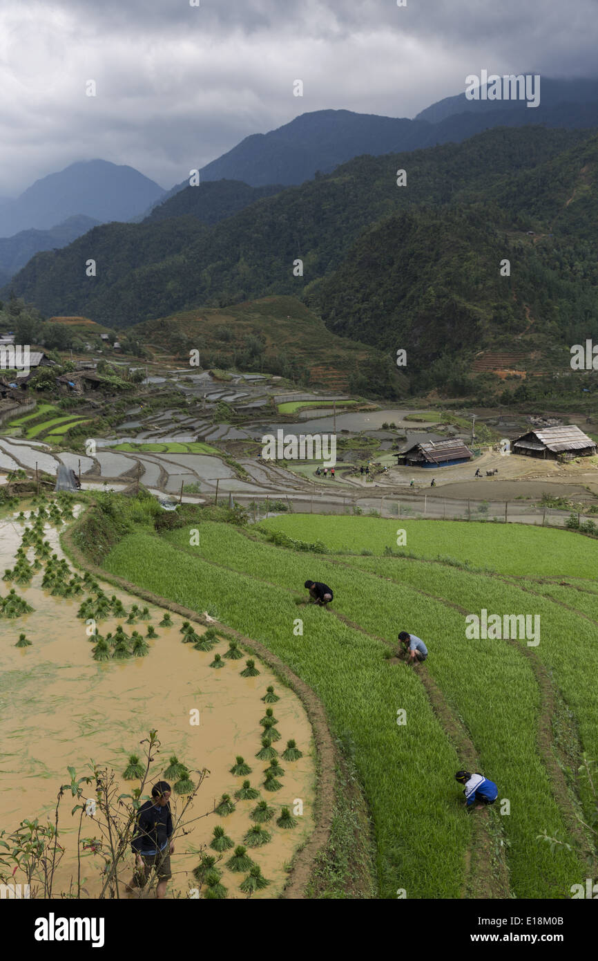 Un groupe d'agriculteurs plantent du riz sur la terrasse sur les montagnes près de Sapa Banque D'Images