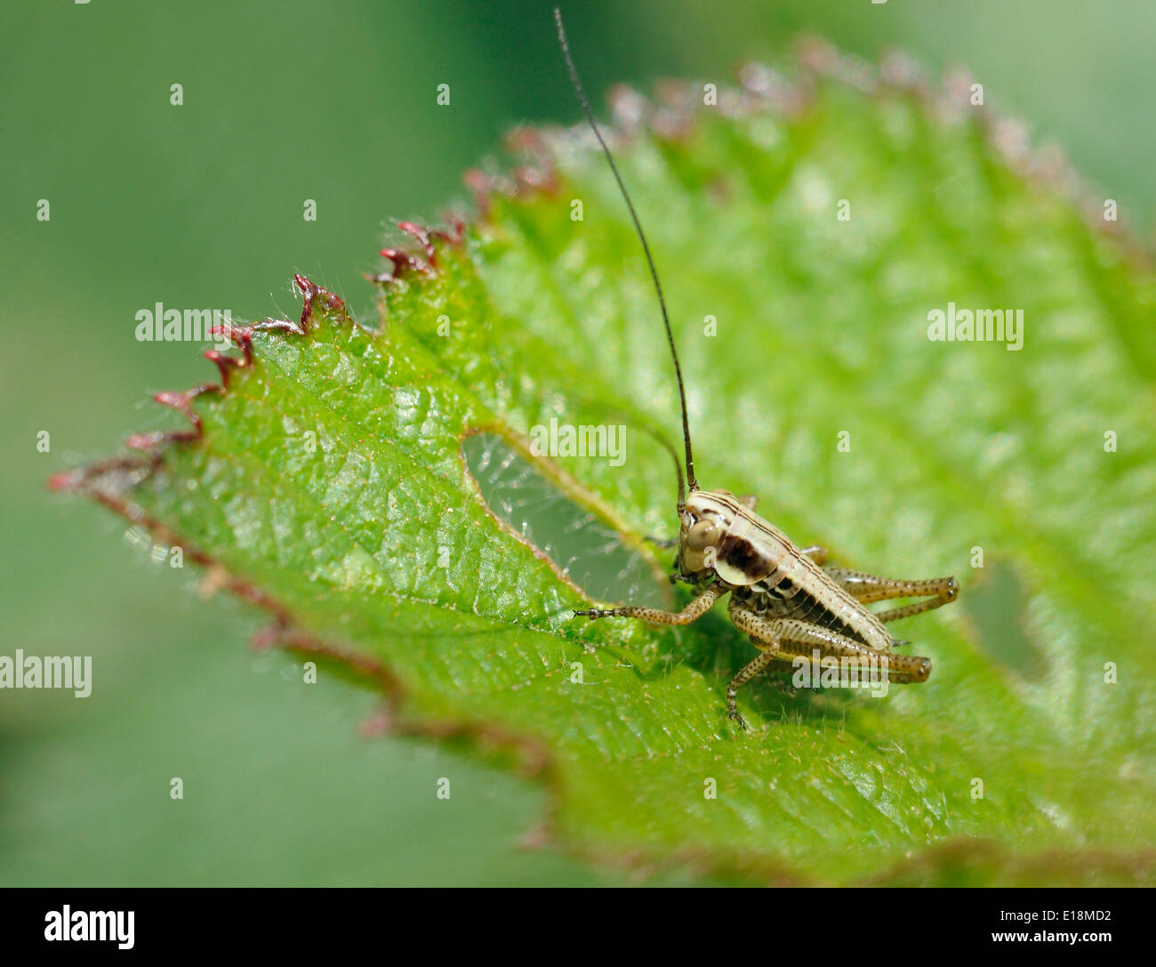 Roesel's Bush-cricket - Metrioptera roeselii nymphe Banque D'Images