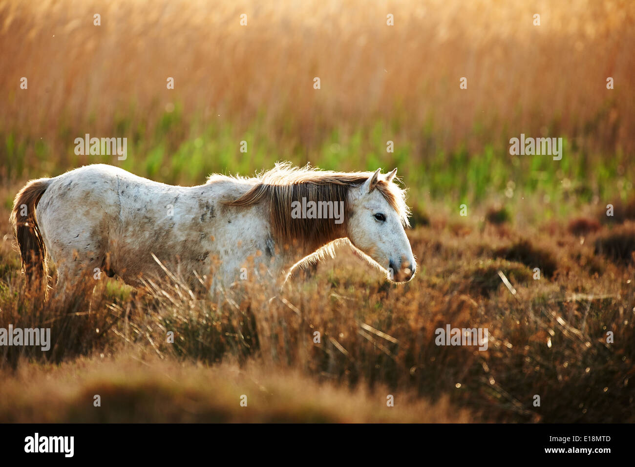 Cheval blanc de Camargue à l'horizontale dans les hautes herbes Banque D'Images