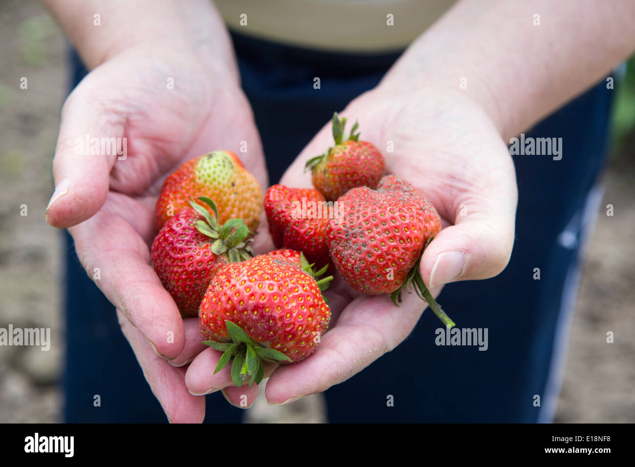 La main avec une fraise mûre fraîche du jardin d'attribution Banque D'Images