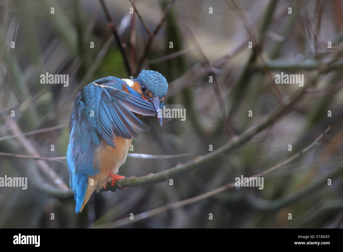 Kingfisher (Alcedo atthis) se lissant les plumes. L'Europe Banque D'Images