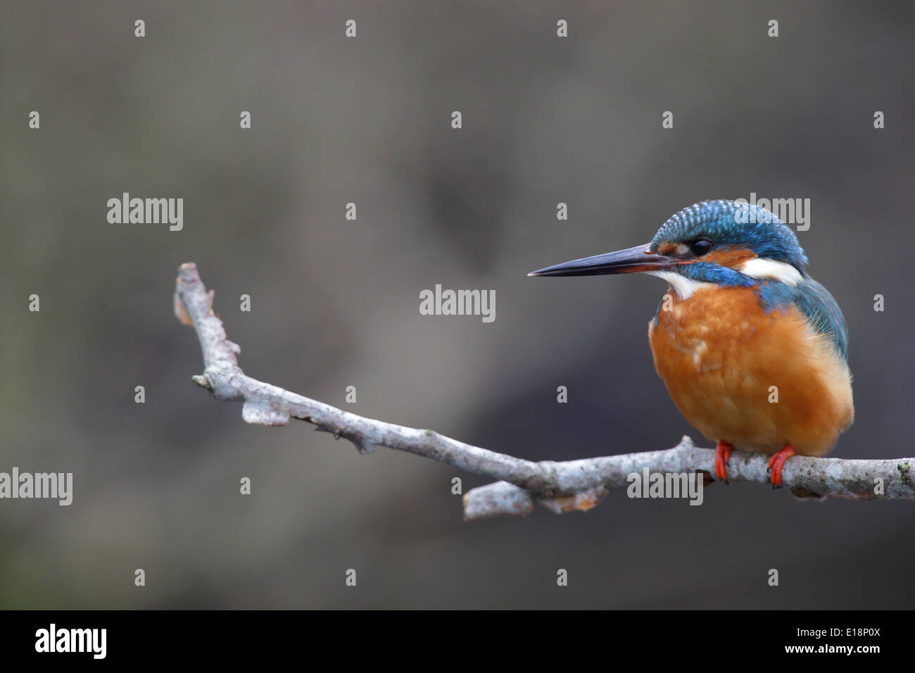 Kingfisher (Alcedo atthis adultes) Banque D'Images