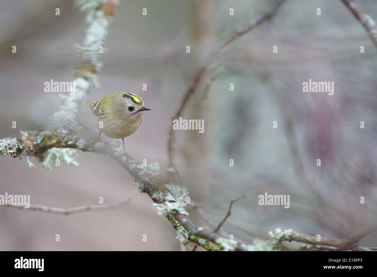 Goldcrest (Regulus regulus) Banque D'Images