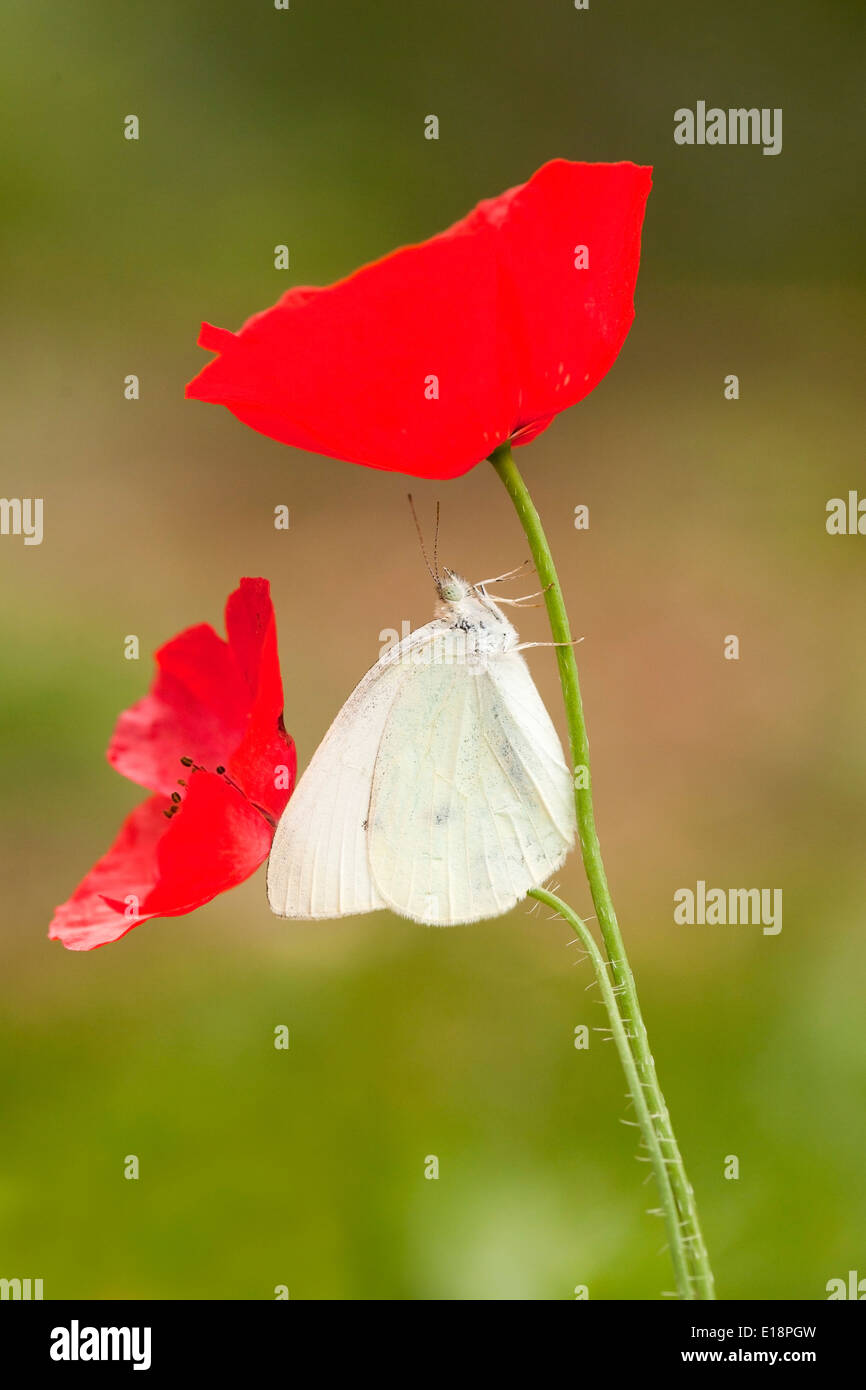 Le Grand Blanc ou Blanc du chou (Pieris brassicae) papillon sur une fleur de pavot rouge tourné en Israël, avril Printemps Banque D'Images