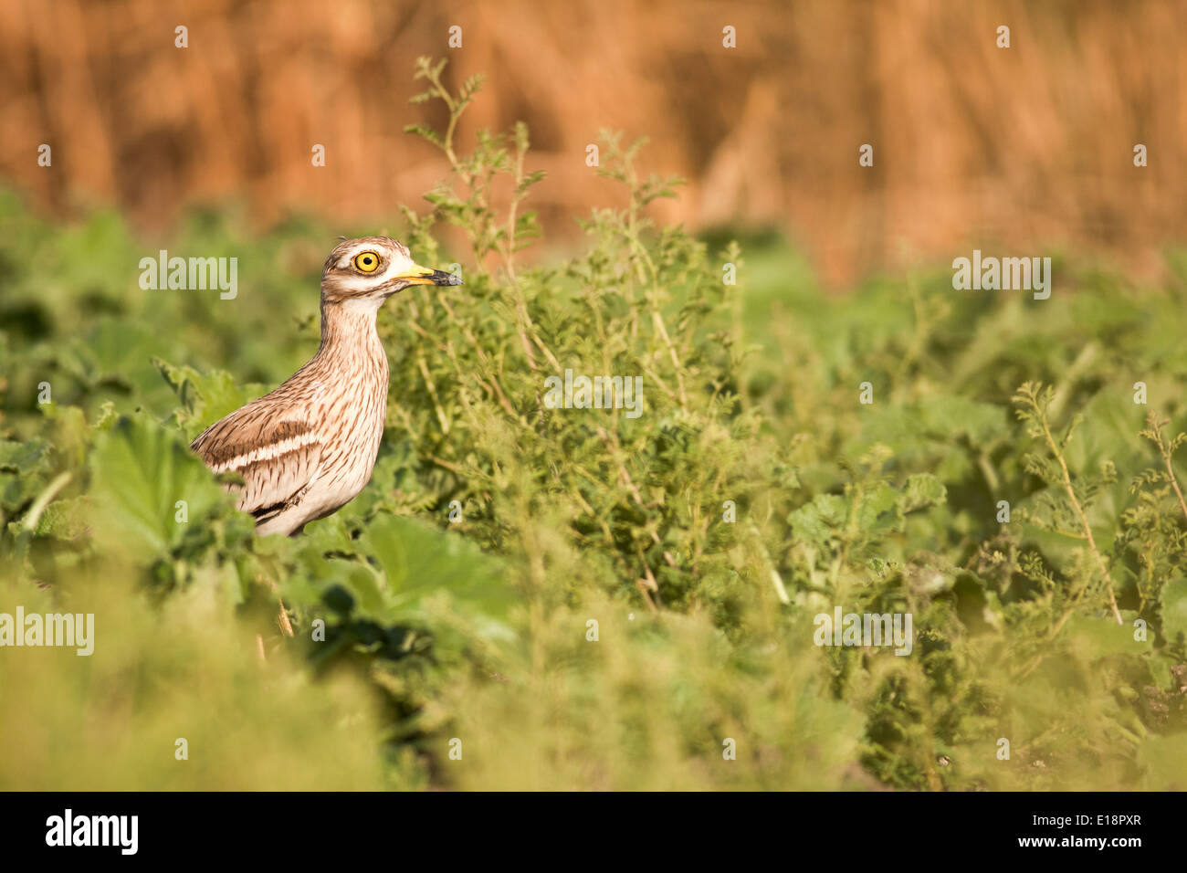 Oedicnème criard, Oedicnème, ou Bruant à gorge blanche (Burhinus bistriatus) Banque D'Images