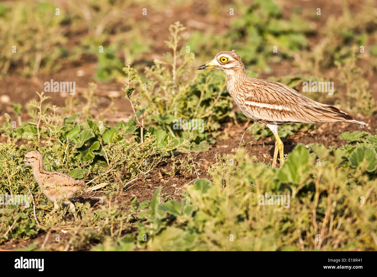Oedicnème criard, Oedicnème, ou Bruant à gorge blanche (Burhinus bistriatus) avec les poussins. Banque D'Images