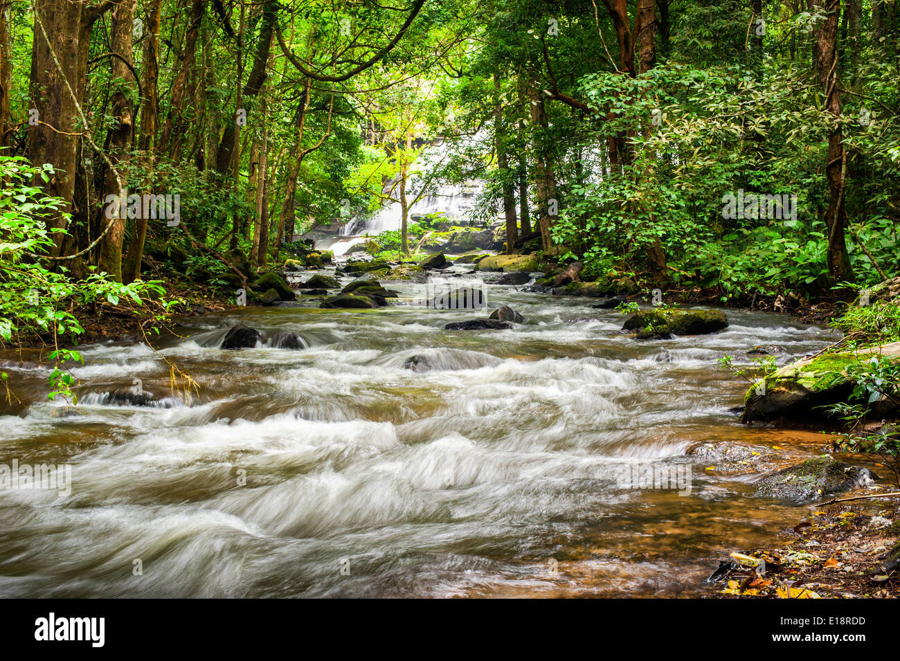 Paysage de forêt tropicale avec rivière qui coule, des rochers et des plantes de la jungle. La province de Chiang Mai, Thaïlande Banque D'Images