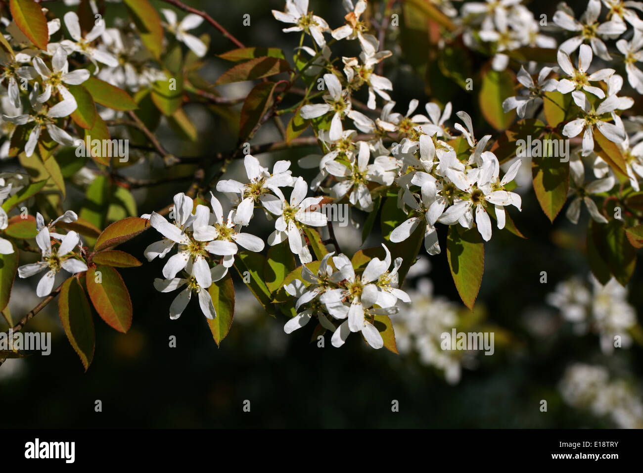 Sugarpear marais, intermédiaire, intermédiaire l'amélanchier, Amelanchier Shadbush intermedia, Rosaceae. A. arborea × A. canadensis Banque D'Images