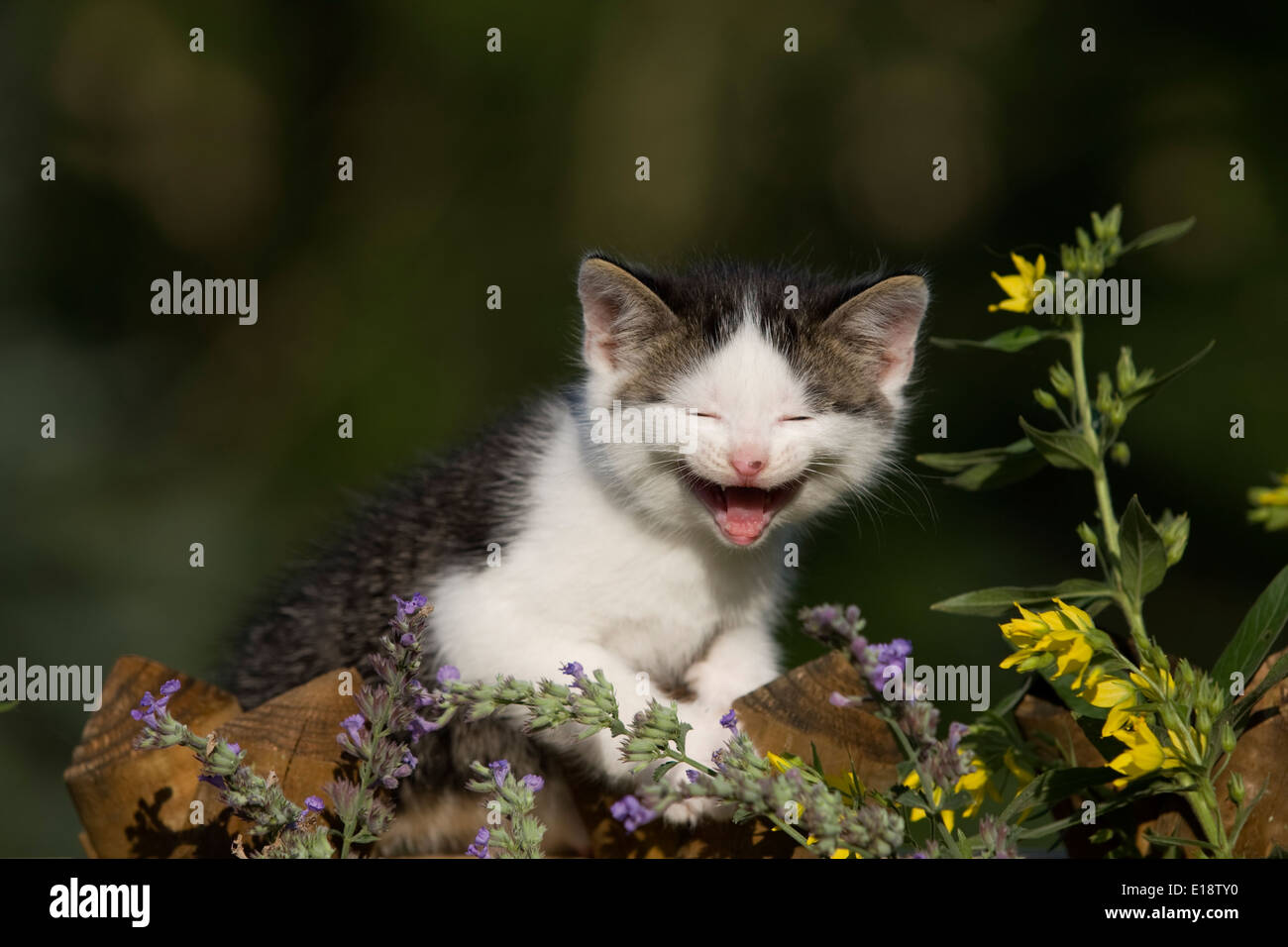 Laughing cat, kitten sitting on fence with flowers Banque D'Images