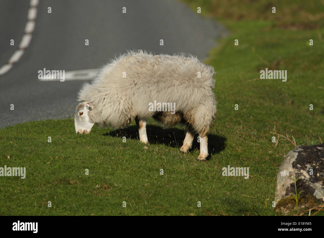 Les moutons, près de Dartmoor Widecombe, Dartmoor, Angleterre Banque D'Images