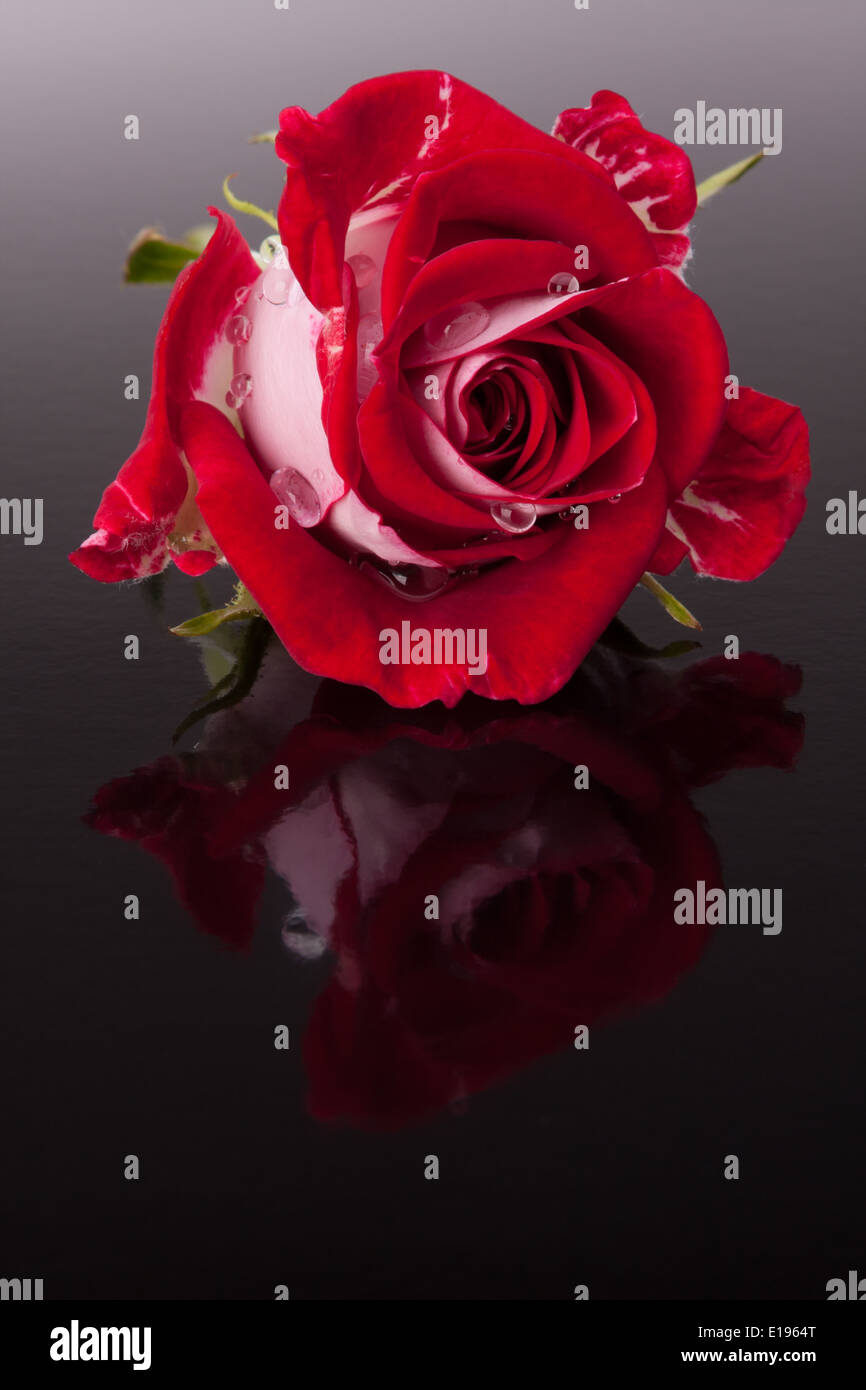 Fleur rose avec réflexion sur surface sombre still life Banque D'Images