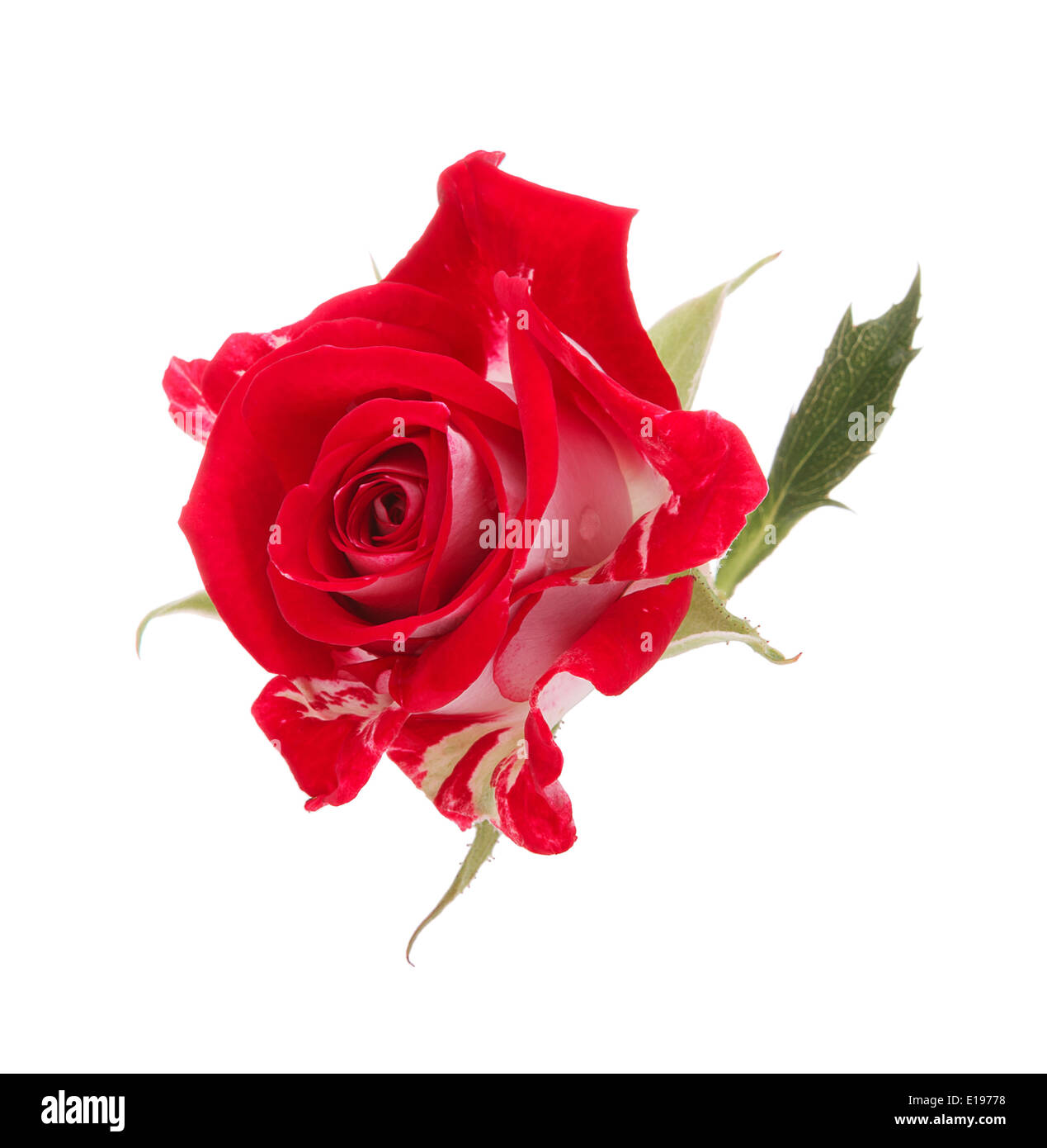 Rose rouge fleur isolé sur fond blanc dentelle Banque D'Images