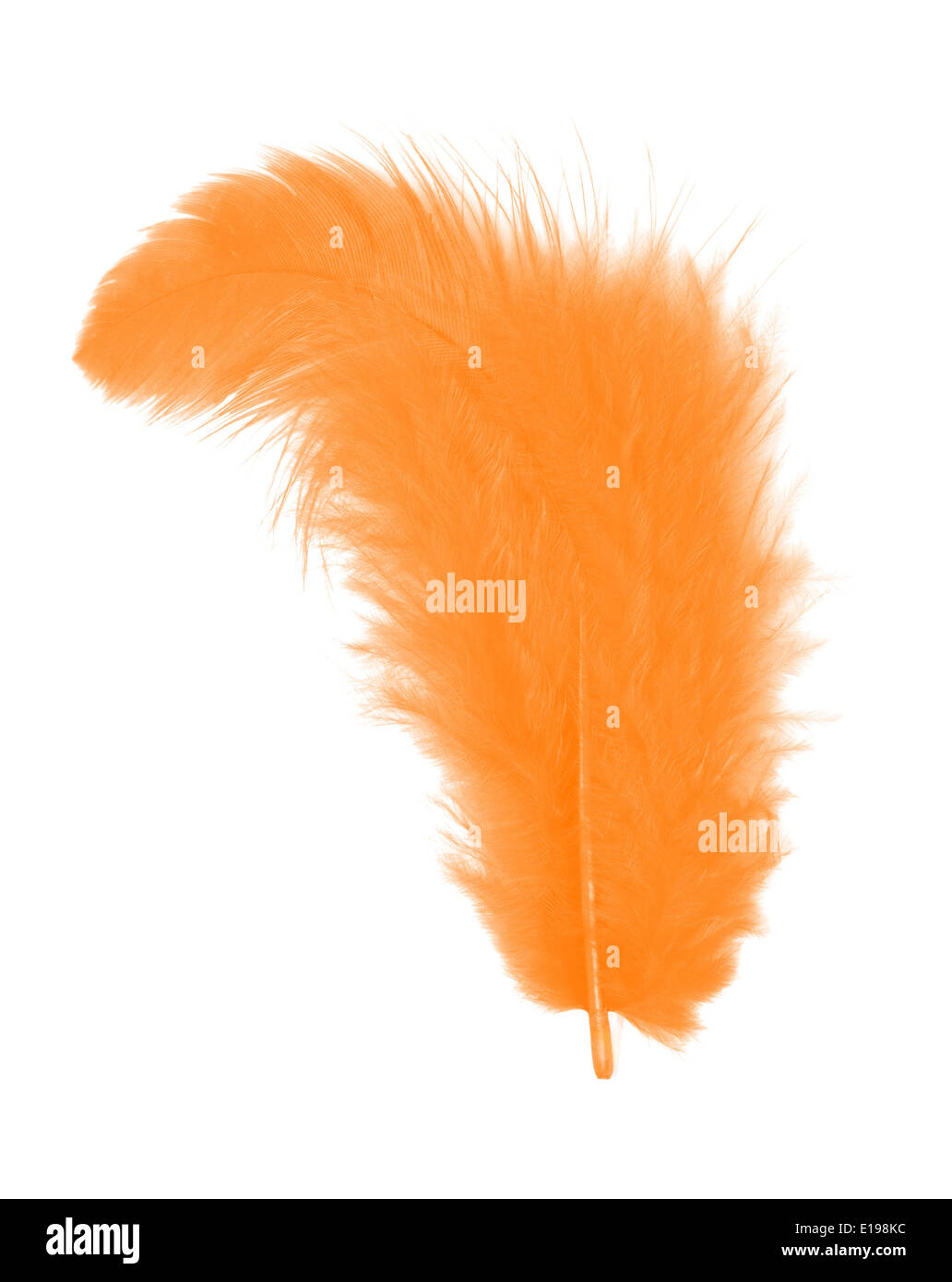 Plume Orange isolé sur fond blanc dentelle Banque D'Images