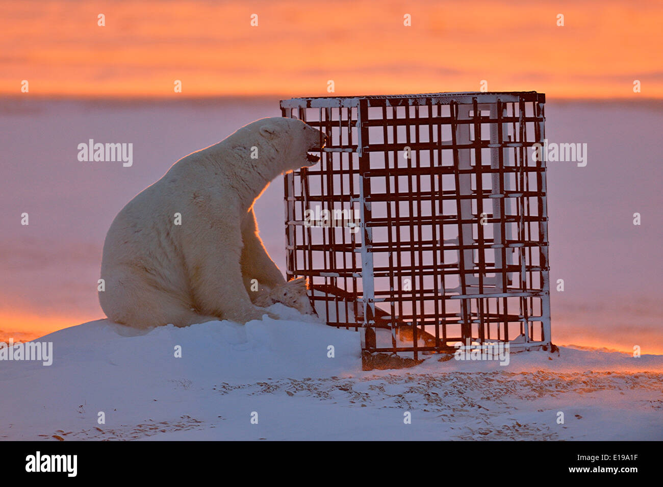 L'ours polaire (Ursus maritimus) curieusement une enquête sur la structure de l'homme Parc national Wapusk cap Churchill, Manitoba Canada Banque D'Images