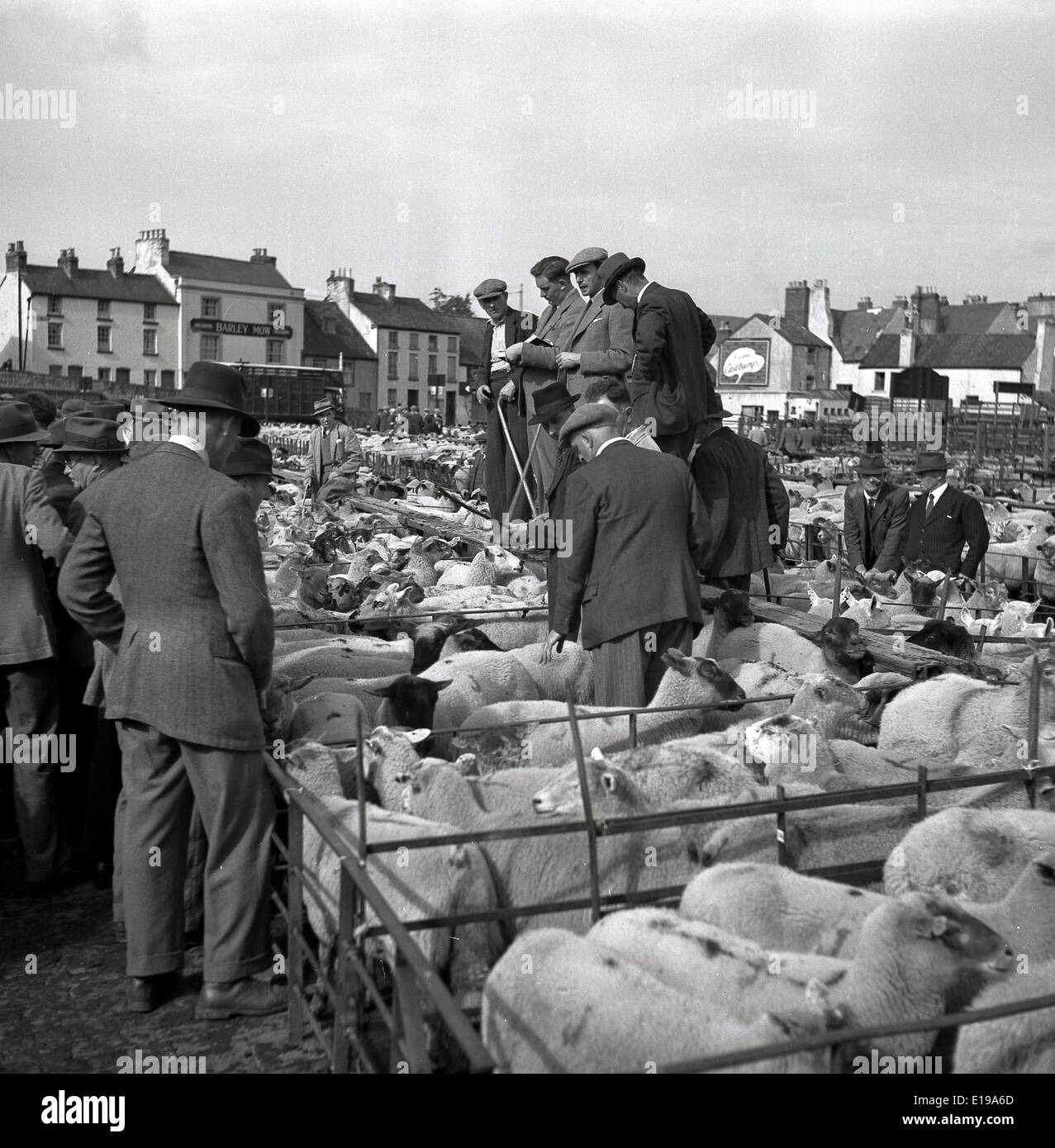 Années 1950, tableau historique du bien-habillés en dehors de l'achat de moutons agriculteurs adapté à une vente aux enchères à un marché de bétail dans une ville à la campagne. Banque D'Images
