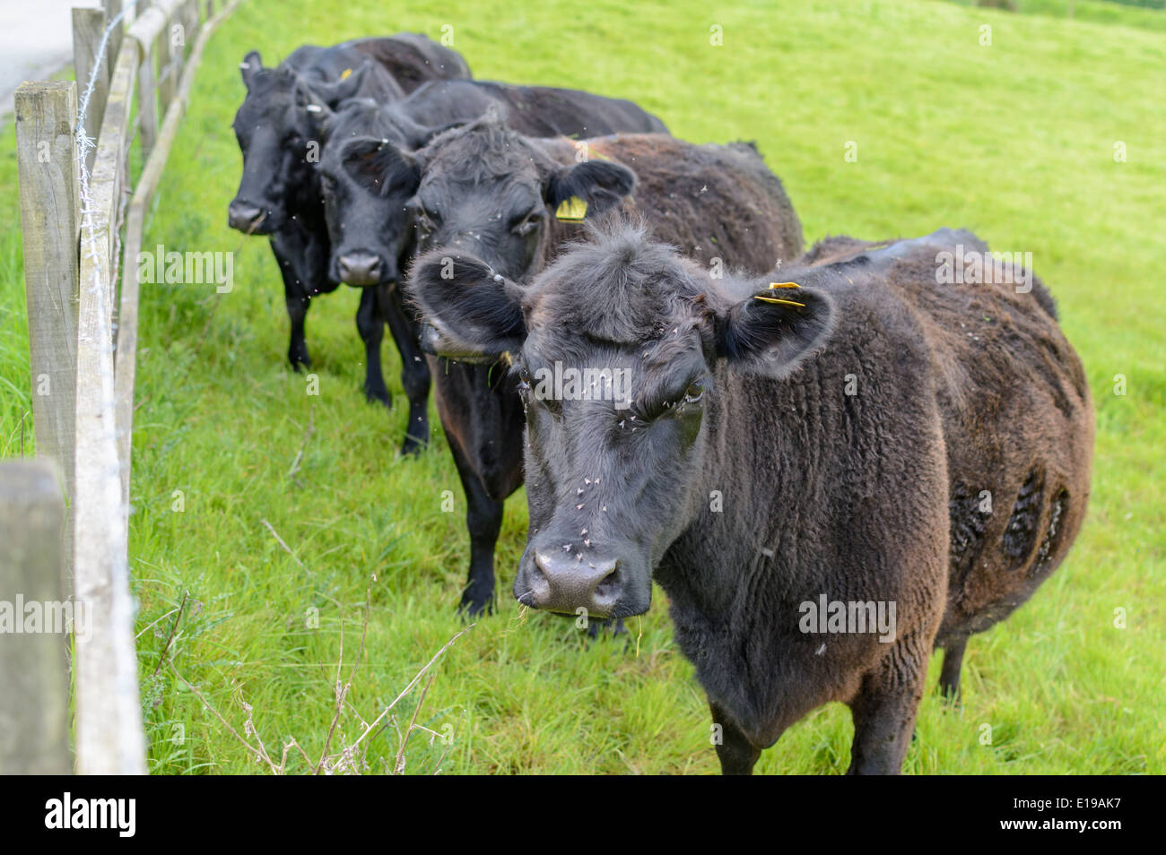 Petit entendu parler de vaches dans un champ à la colère. Banque D'Images