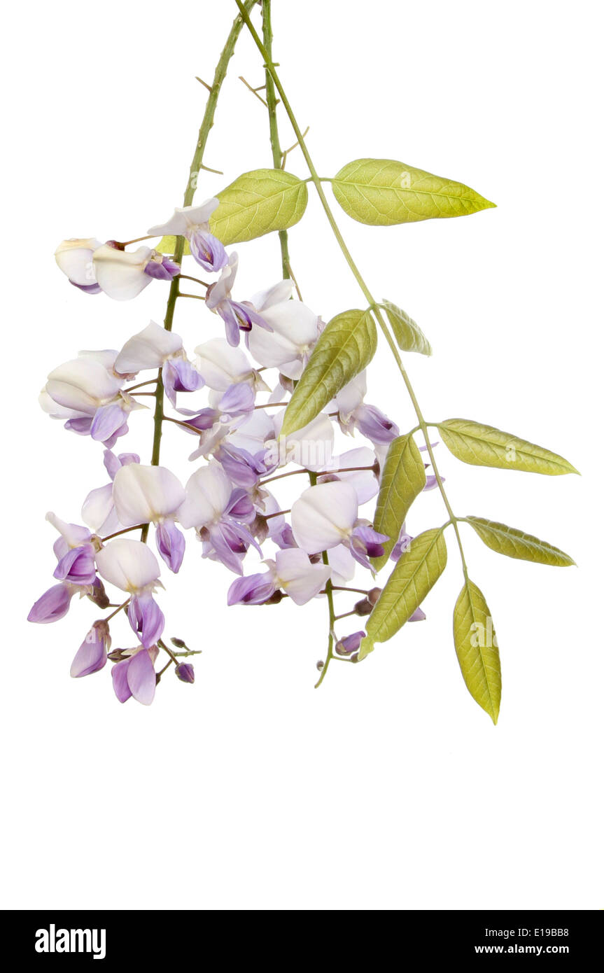 Les fleurs de glycine et de feuillages isolés contre white Banque D'Images
