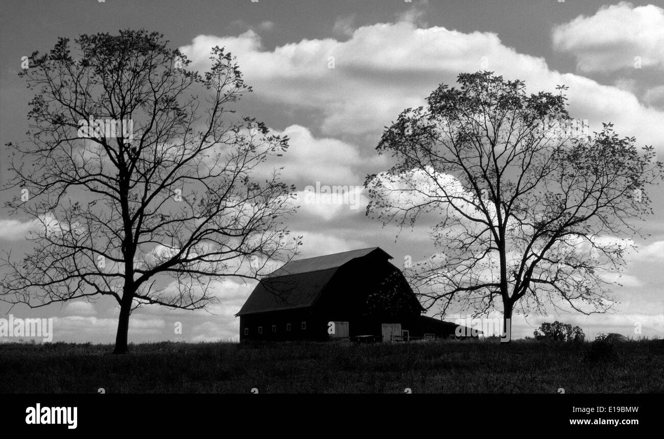 Deux immenses arbres qui ont perdu la plupart de leurs feuilles flank une grange et créer ce paysage infrarouge silhouette dans les régions rurales de l'Arkansas, USA. Banque D'Images