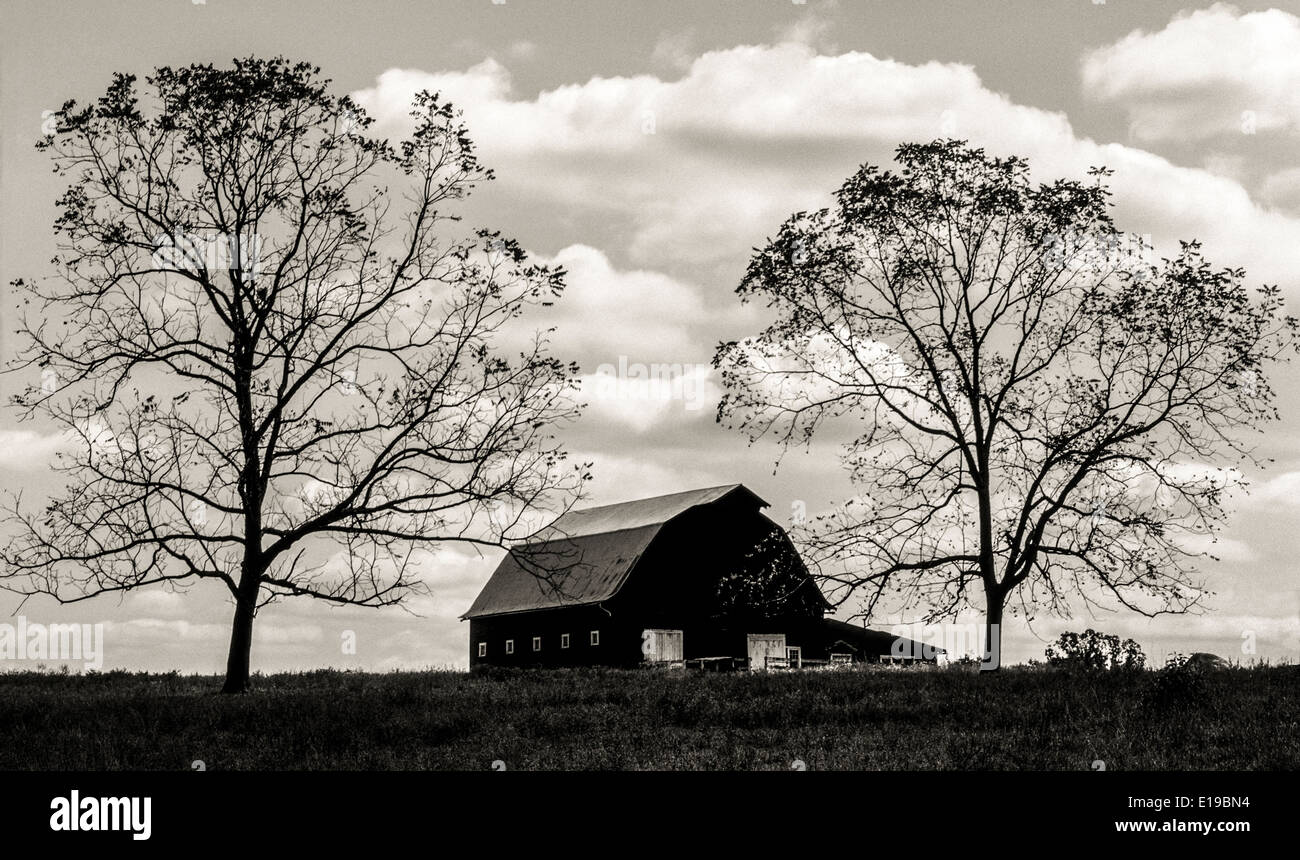 Deux immenses arbres qui ont perdu la plupart de leurs feuilles flank une grange et créer ce noir et blanc silhouette paysage dans les régions rurales de l'Arkansas, USA. Banque D'Images