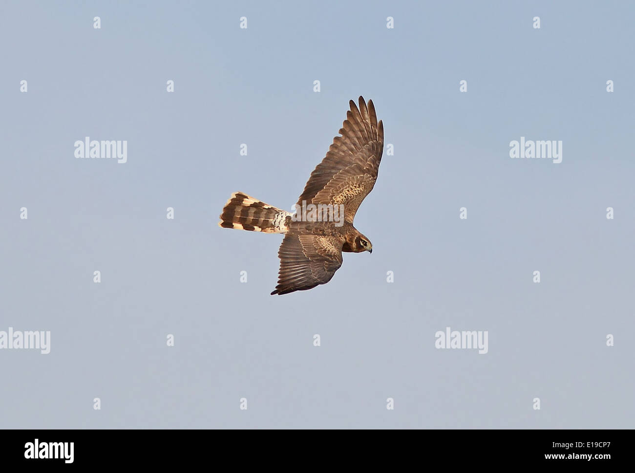 Busard Saint-Martin Palid Banque D'Images