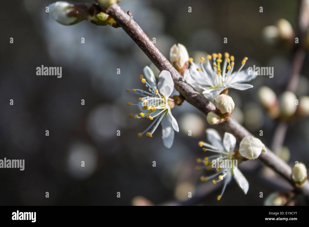 Les fleurs de cerisier sur un arbre en fleurs Banque D'Images