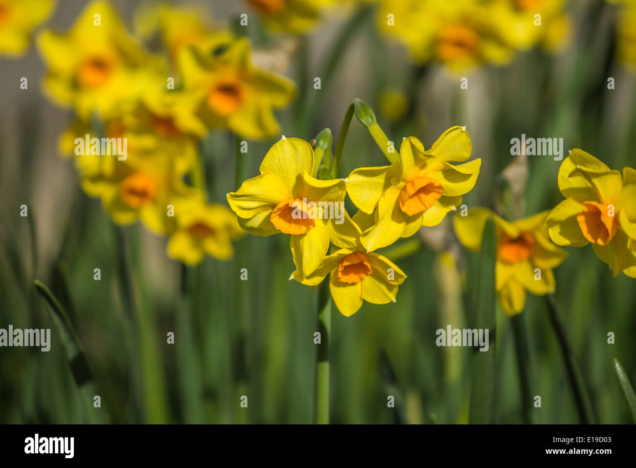Les jonquilles poussant naturellement en plein air Banque D'Images