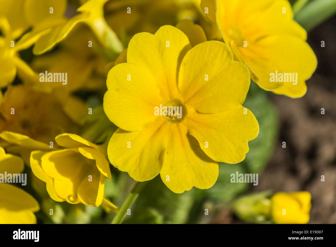 Libre de la primevère fleur plante Banque D'Images