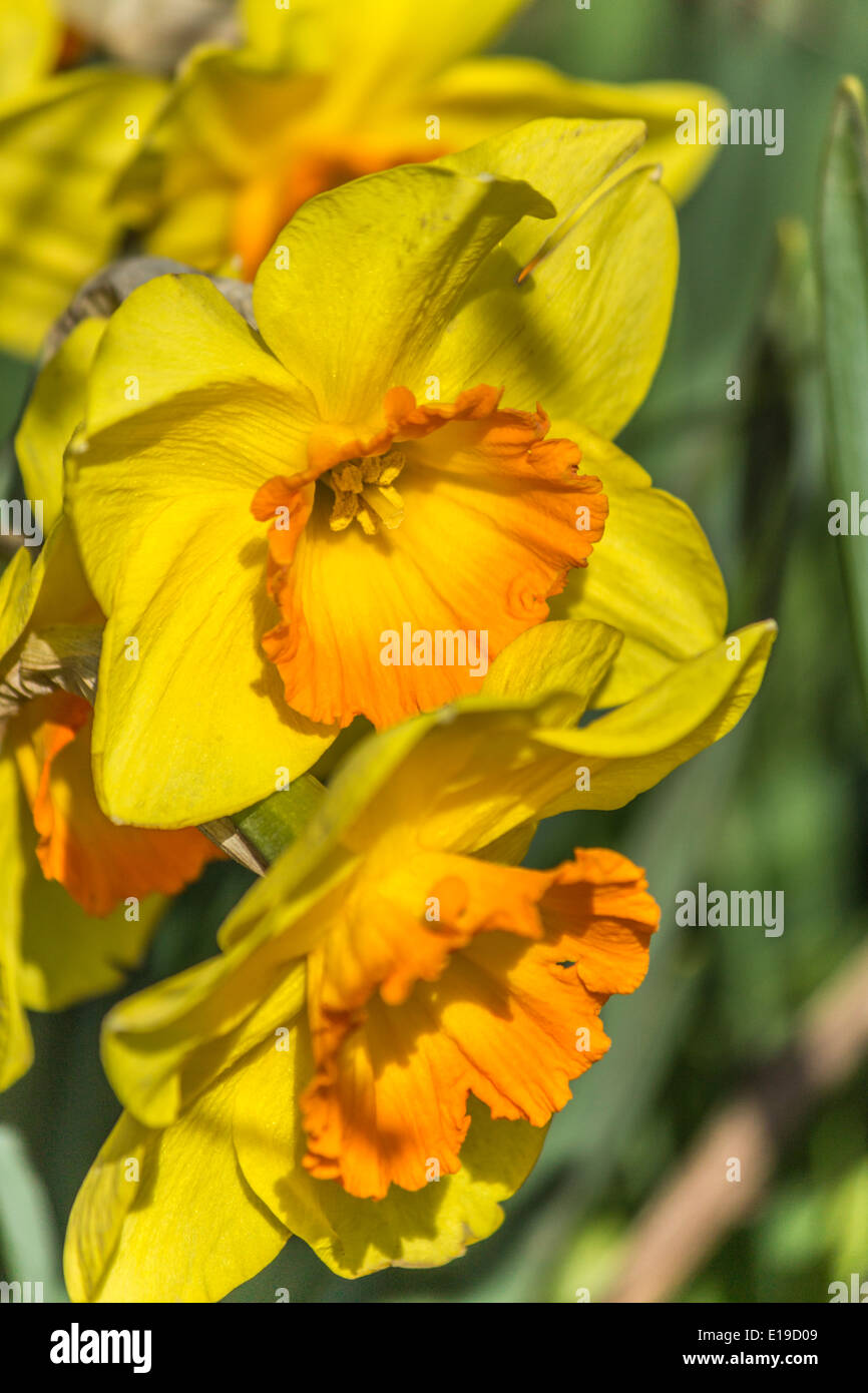 Les jonquilles poussant naturellement en plein air Banque D'Images