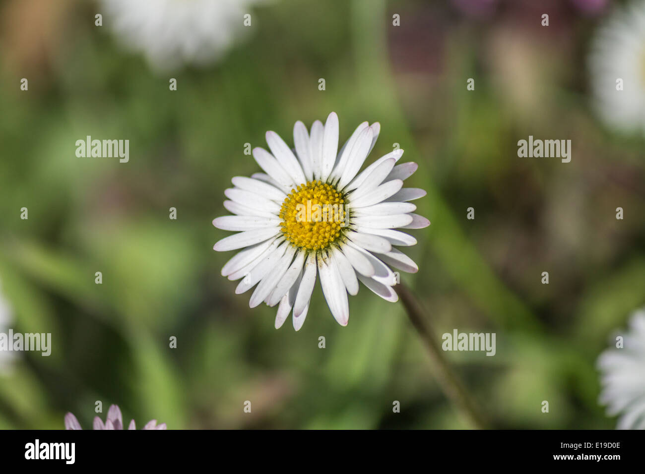 Petite marguerite blanche sauvage Banque D'Images