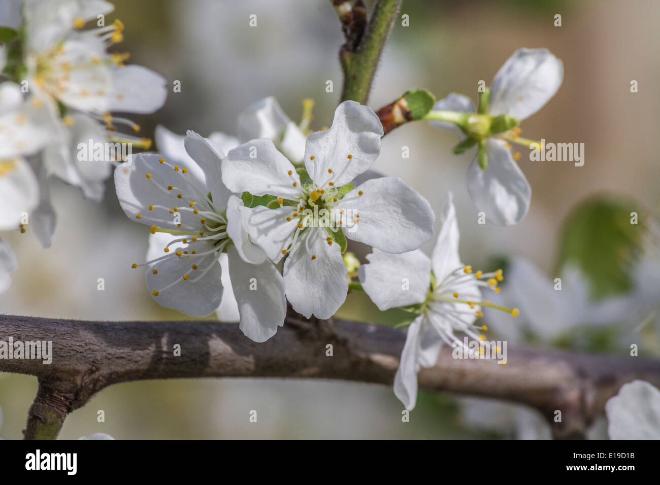La floraison des cerisiers en fleur dans un arbre Banque D'Images