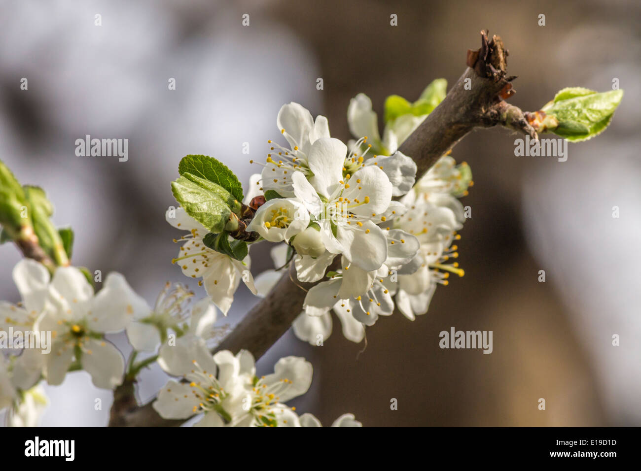La floraison des cerisiers en fleur dans un arbre Banque D'Images