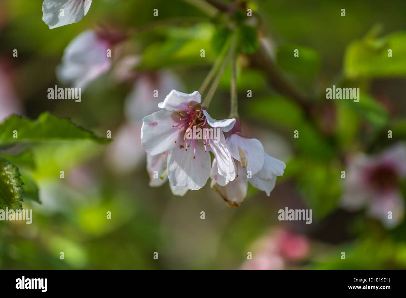La floraison des cerisiers en fleur dans un arbre Banque D'Images