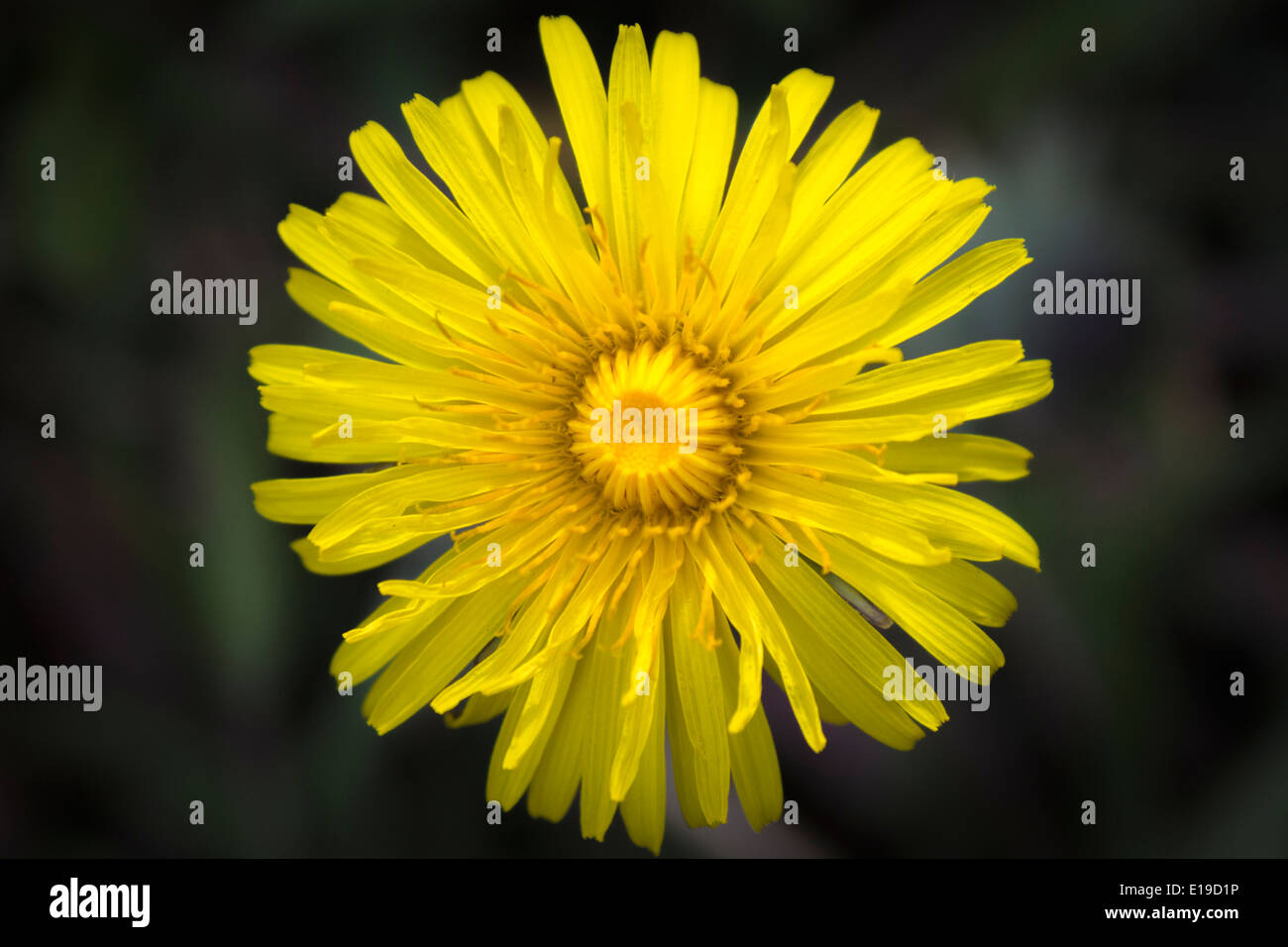 Pissenlit sauvage poussant dans un jardin Banque D'Images