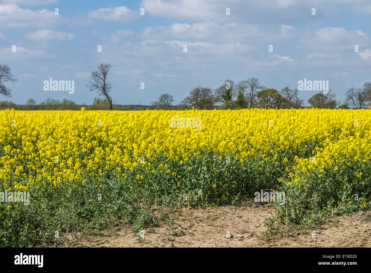 Domaine de la moutarde jaune fleurs Banque D'Images