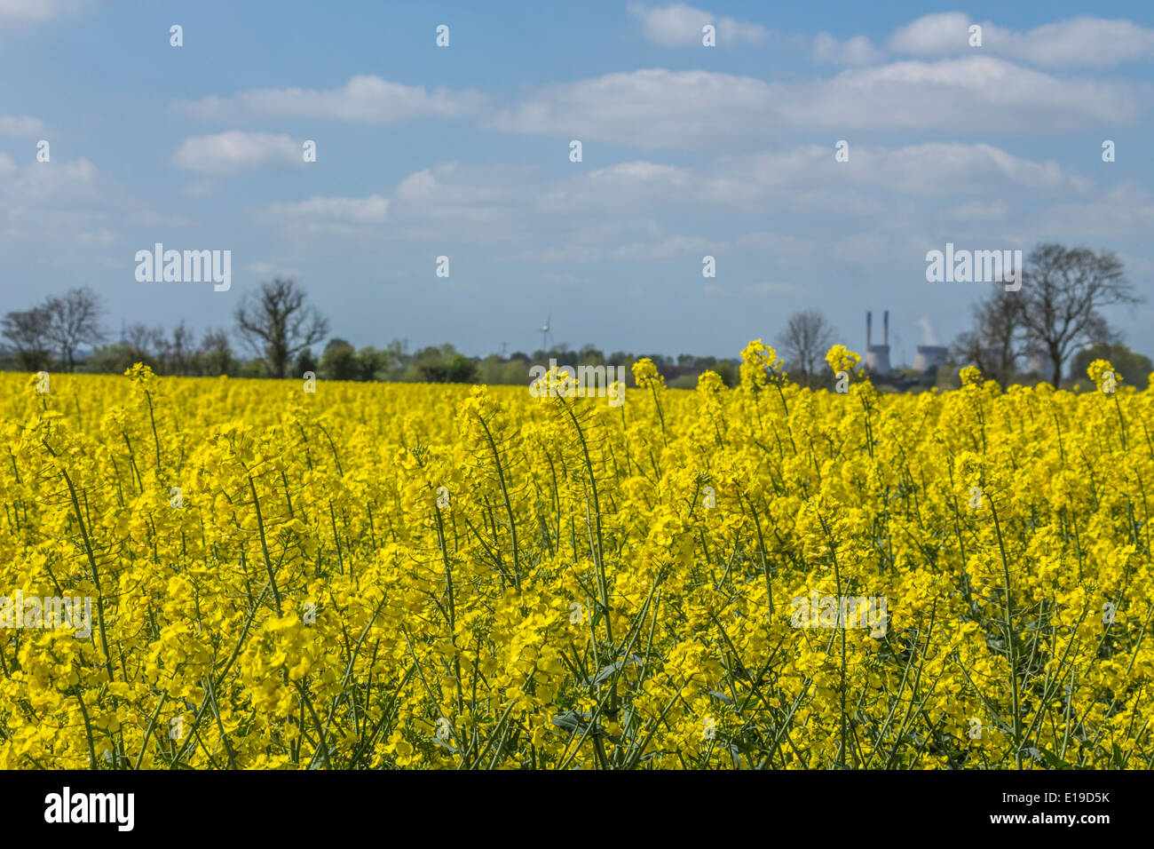 Domaine de la moutarde jaune fleurs Banque D'Images