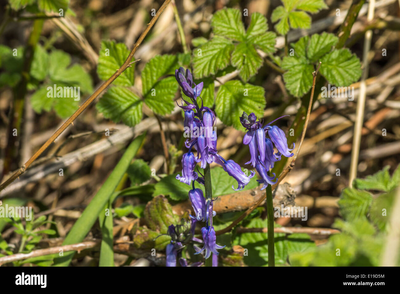 Jacinthes sauvages poussant dans un jardin Banque D'Images