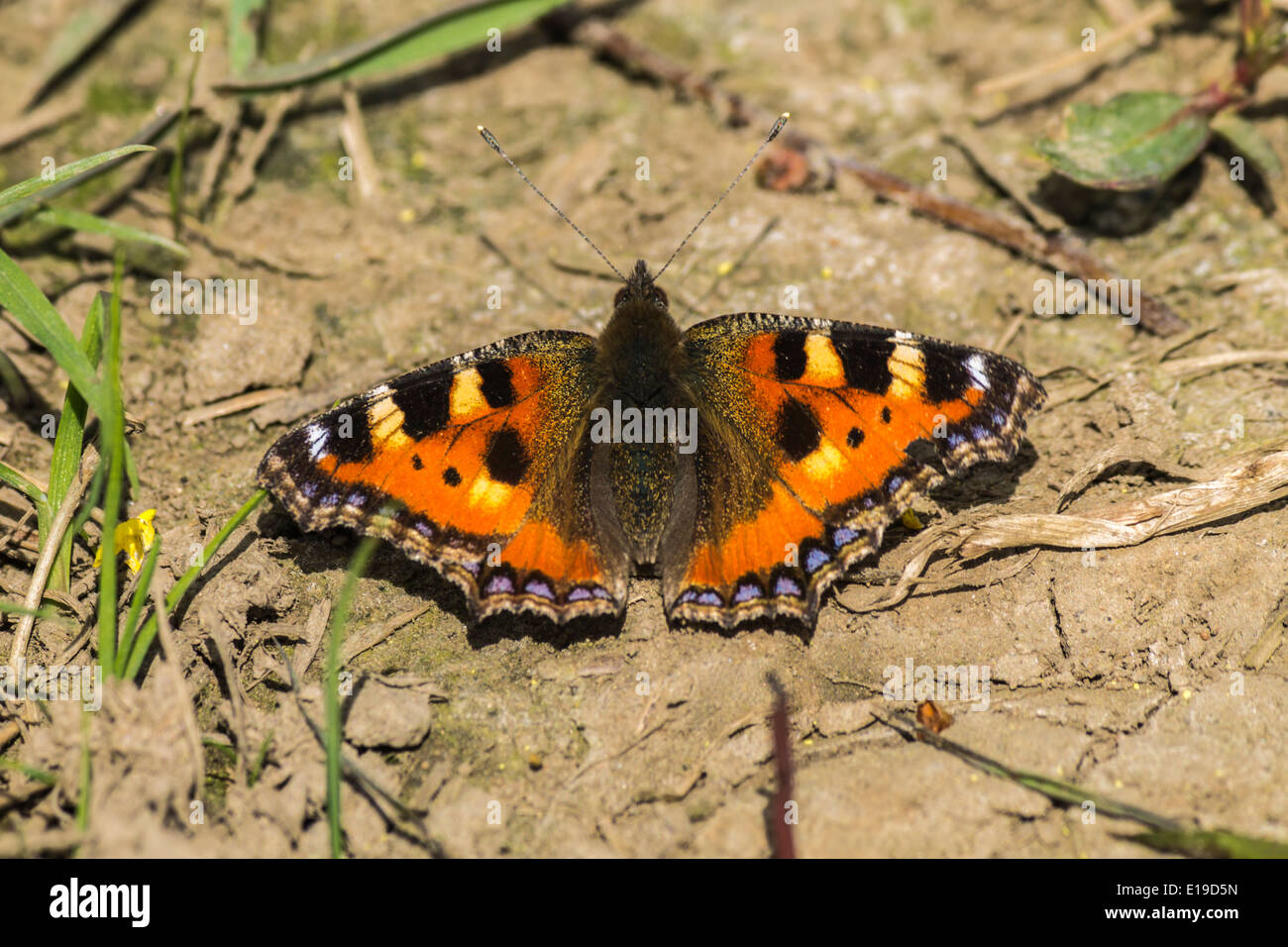 Un gros plan d'un papillon amiral rouge Banque D'Images