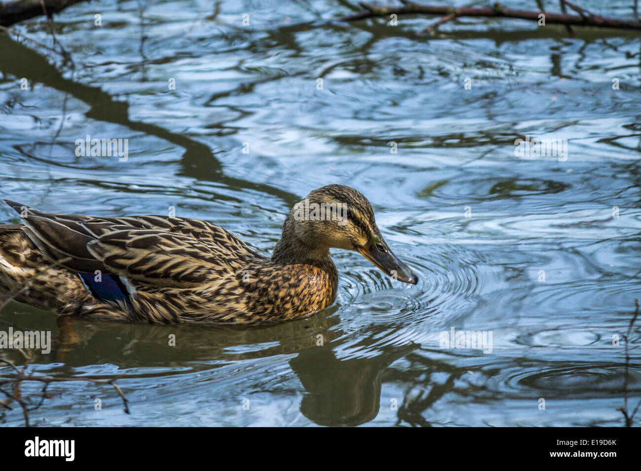 Canard femelle ayant un nager sur l'eau Banque D'Images
