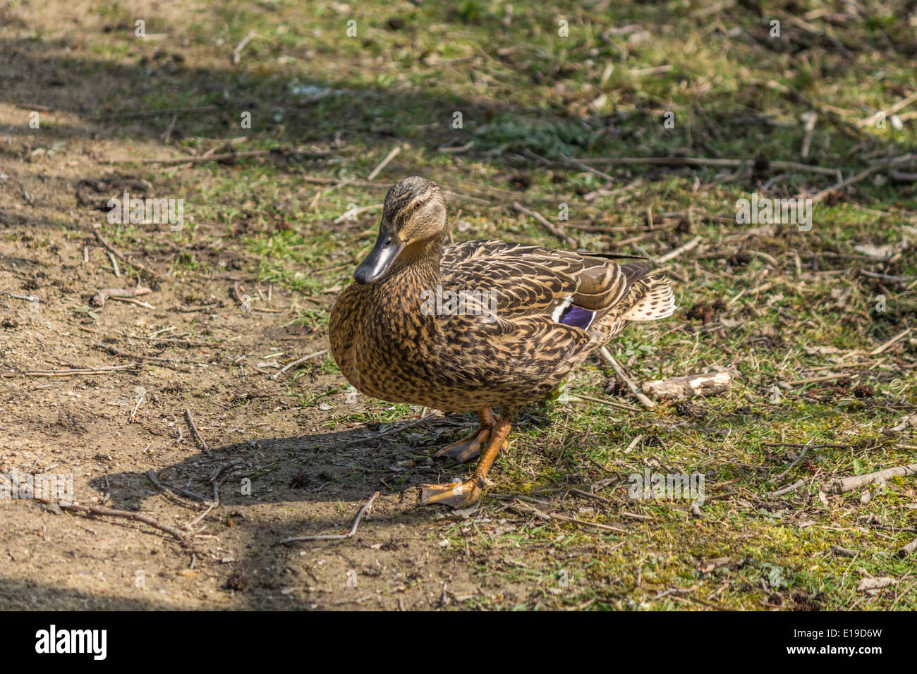 Canard femelle ayant une promenade Banque D'Images