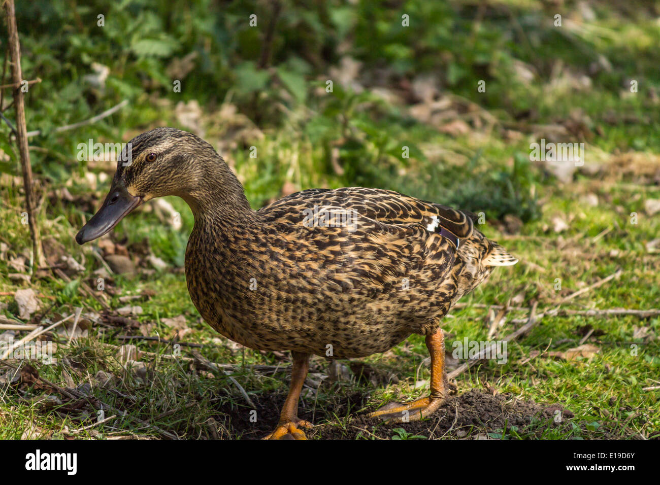 Canard femelle ayant une promenade Banque D'Images