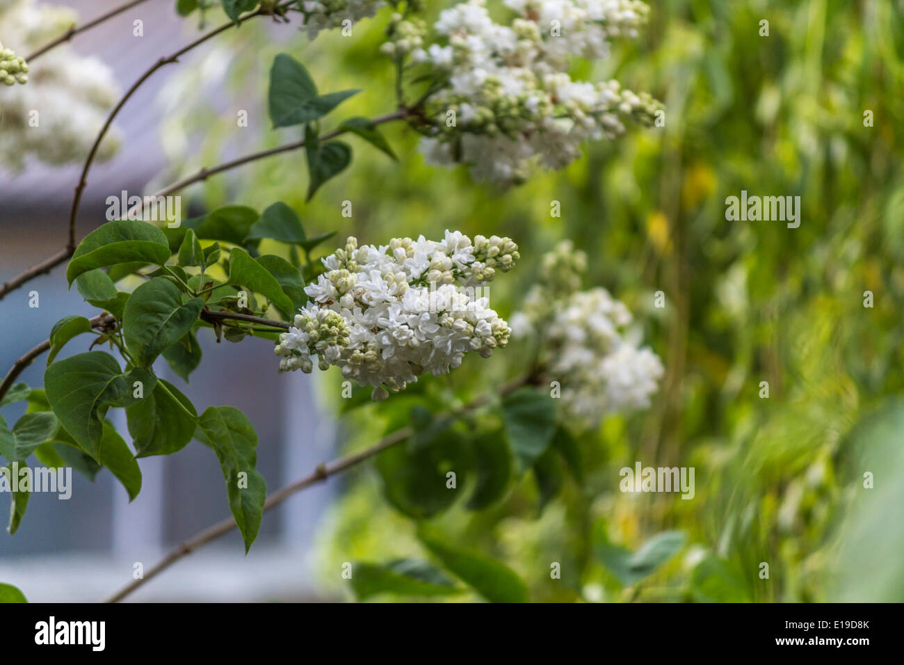 Fleurs Blanches Poussant dans un jardin Banque D'Images