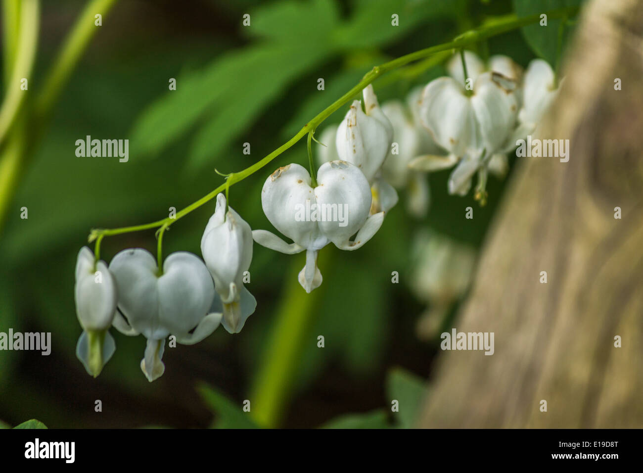 Coeurs blancs poussant dans un jardin Banque D'Images